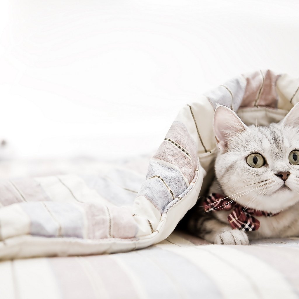 Обои кот, кошка, взгляд, одеяло, cat, look, blanket разрешение 2560x1600 Загрузить