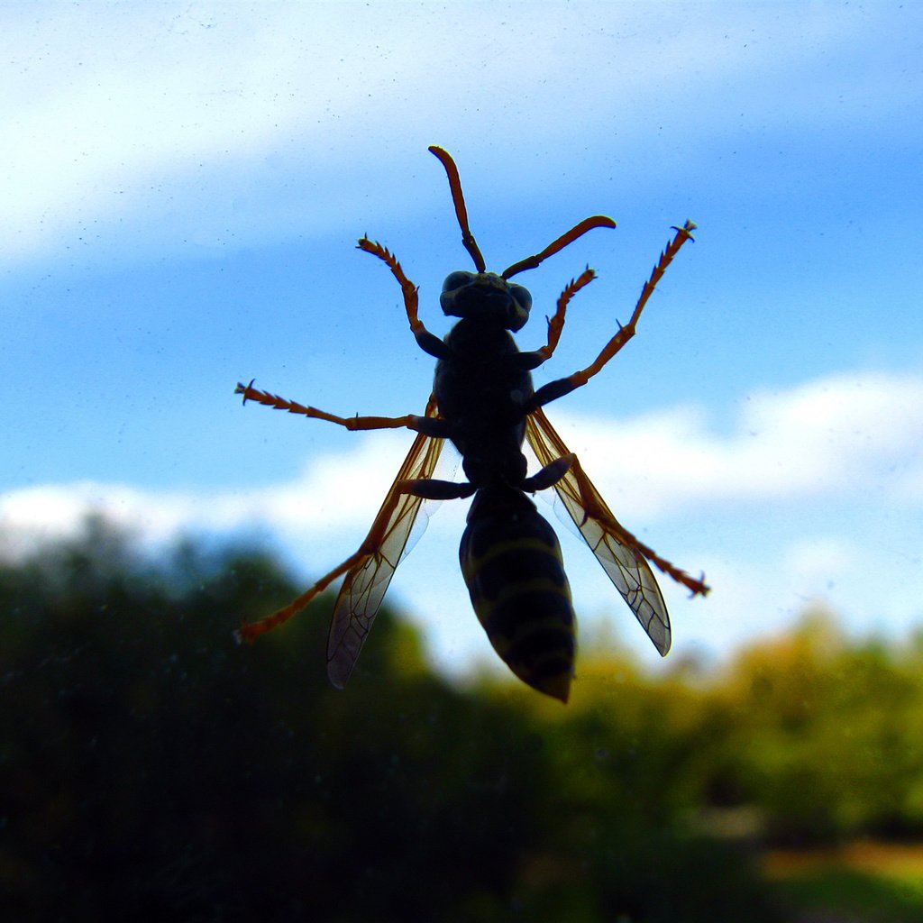 Обои небо, насекомое, стекло, оса, the sky, insect, glass, osa разрешение 2048x1536 Загрузить