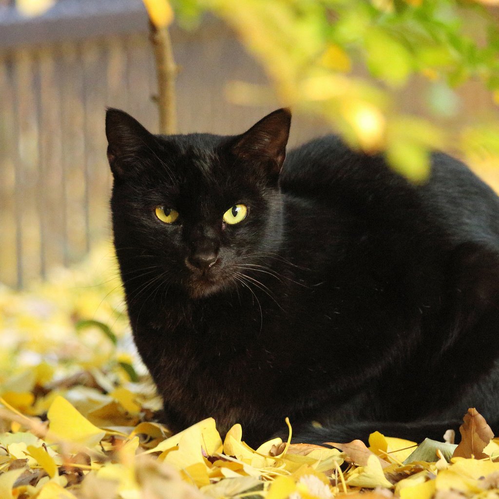 Обои листья, кот, кошка, осень, черный, leaves, cat, autumn, black разрешение 2048x1365 Загрузить