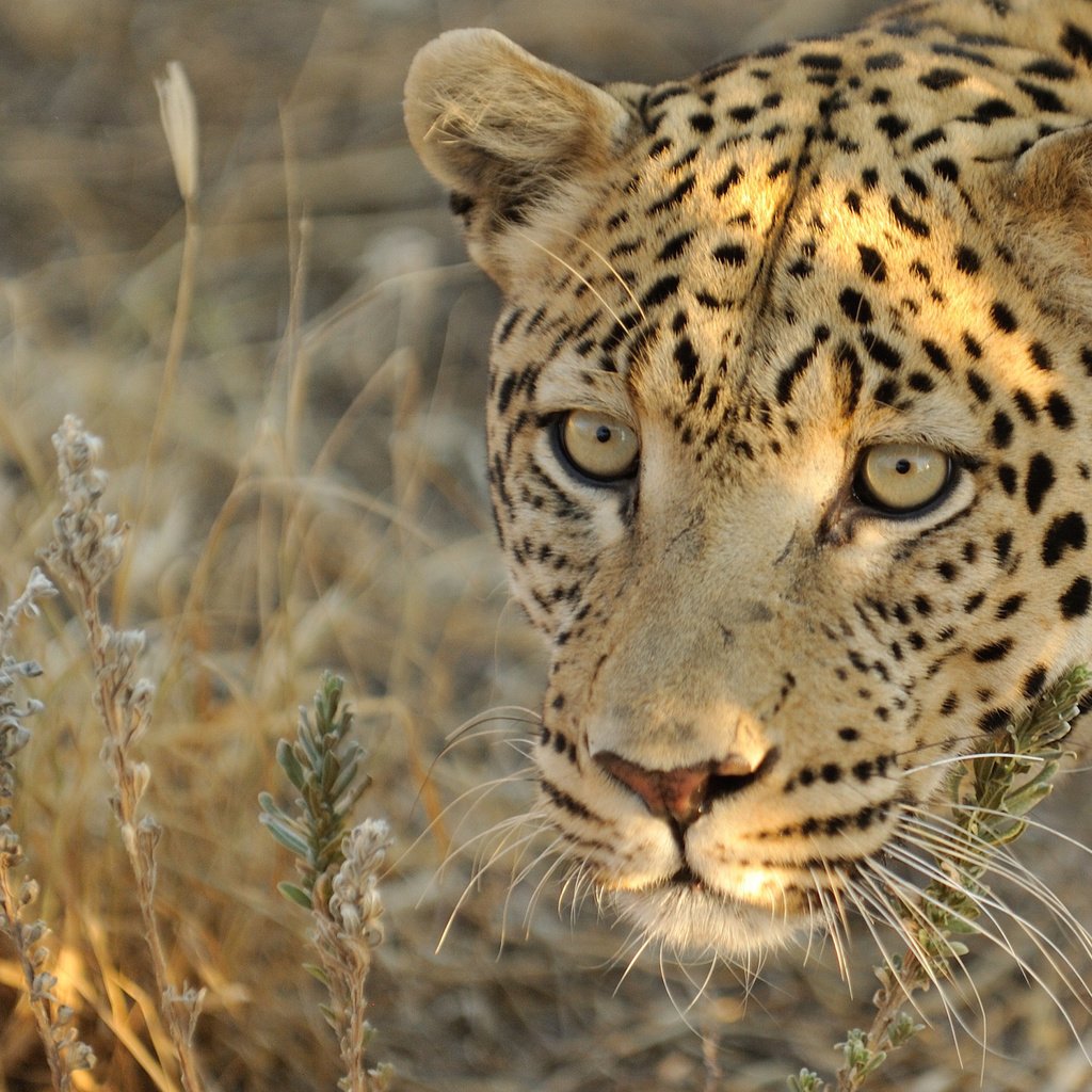 Обои морда, взгляд, леопард, хищник, face, look, leopard, predator разрешение 2048x1362 Загрузить