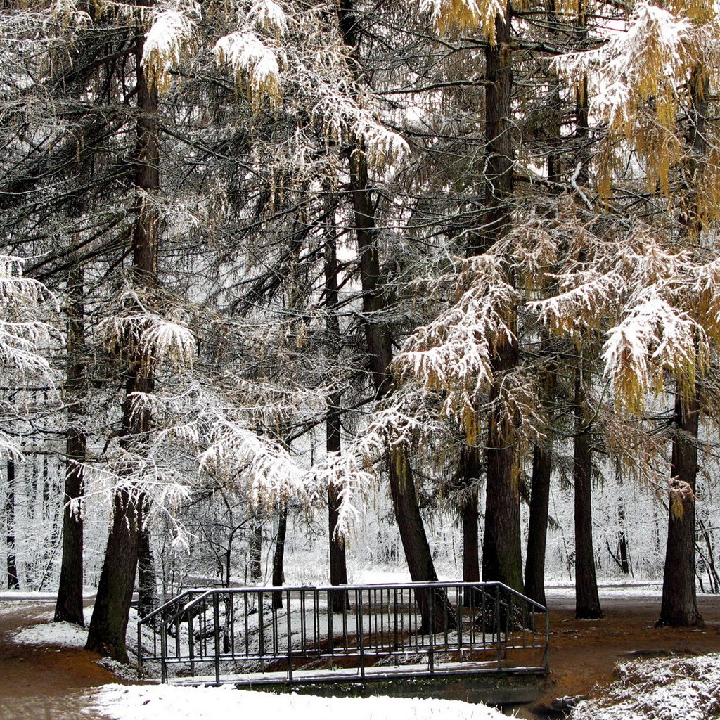 Обои деревья, снег, природа, зима, парк, мост, trees, snow, nature, winter, park, bridge разрешение 1920x1200 Загрузить