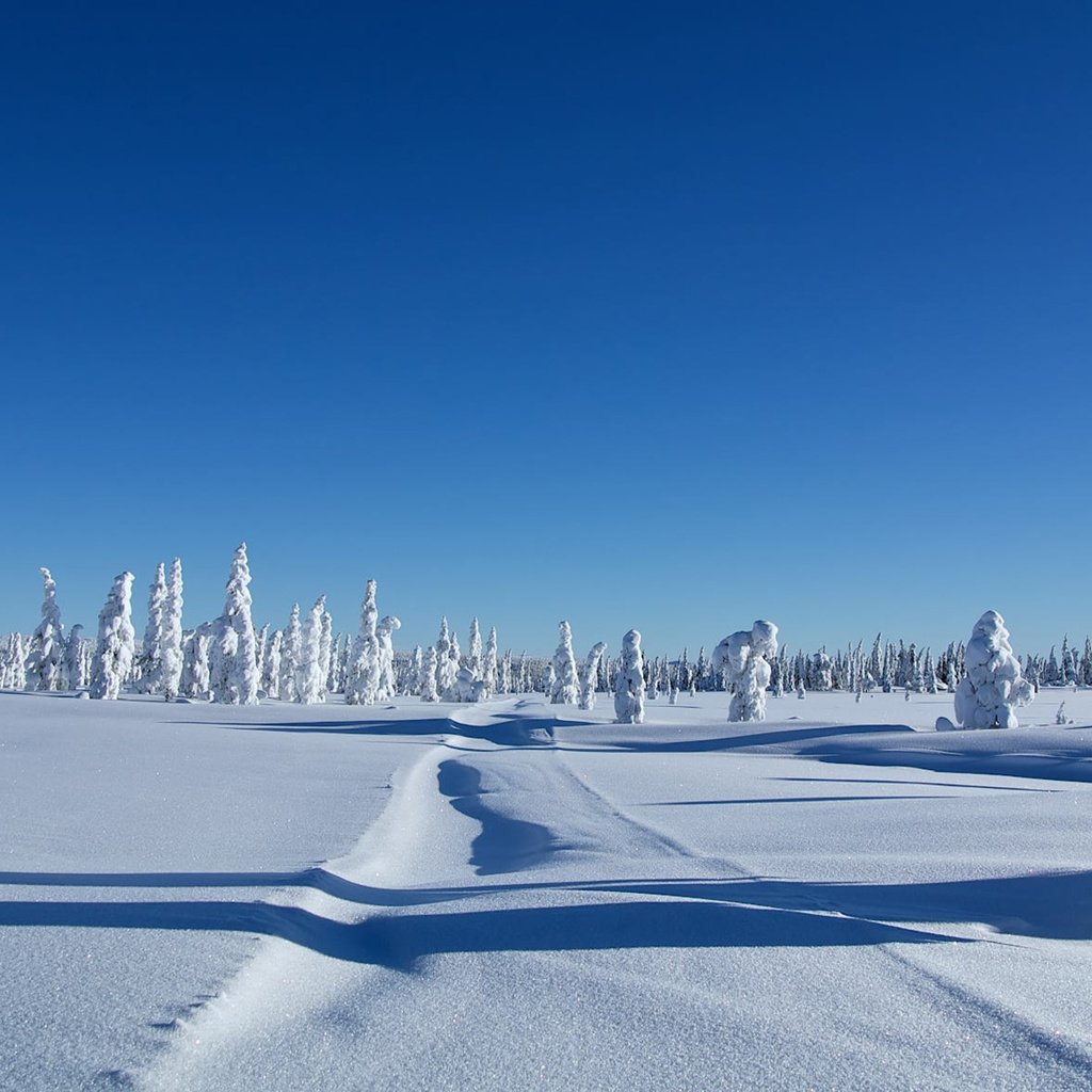 Обои деревья, снег, зима, сугробы, trees, snow, winter, the snow разрешение 1920x1177 Загрузить