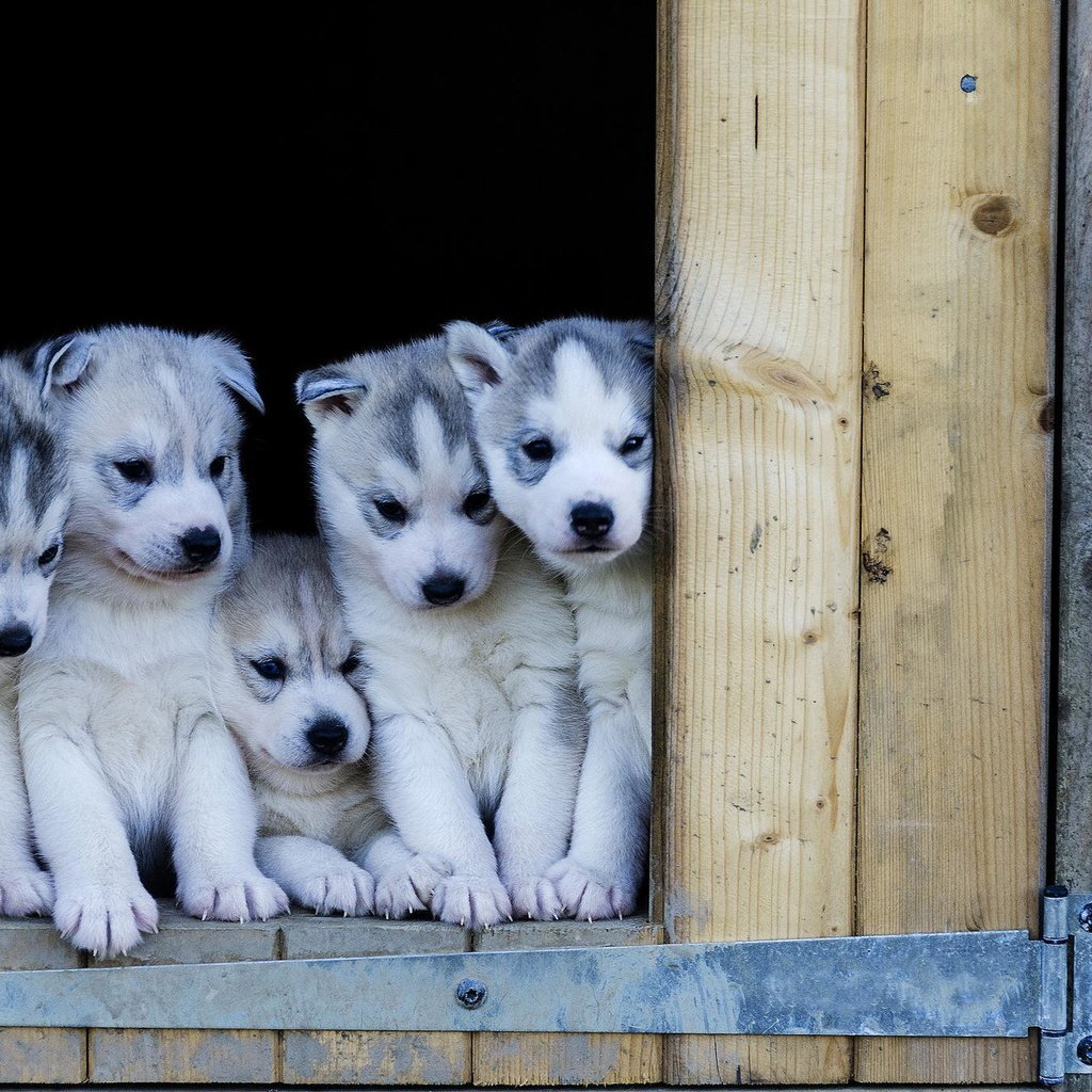 Обои хаски, щенки, будка, собаки, husky, puppies, booth, dogs разрешение 2048x1366 Загрузить