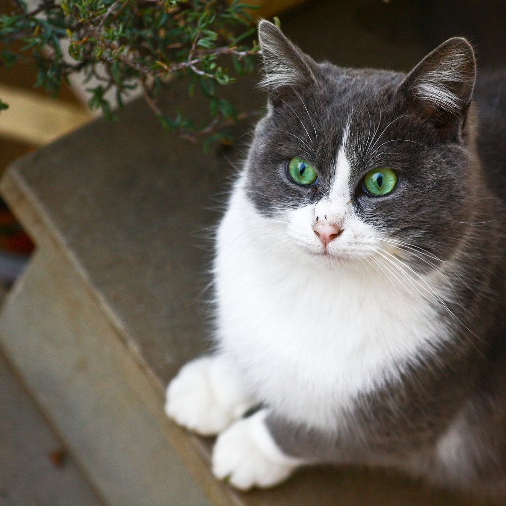 Обои кот, кошка, взгляд, зеленоглазый, cat, look, green-eyed разрешение 2048x1365 Загрузить