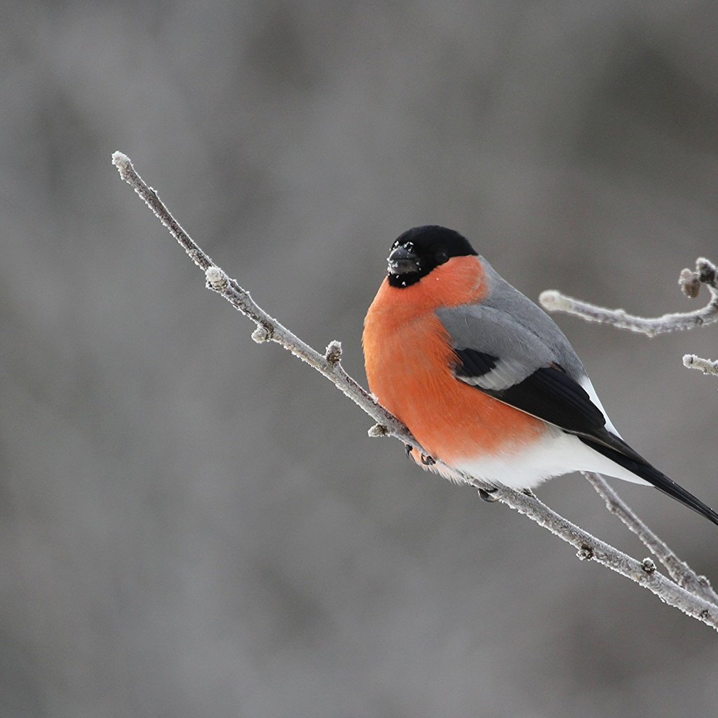 Обои ветка, природа, птицы, снегирь, branch, nature, birds, bullfinch разрешение 3979x2630 Загрузить