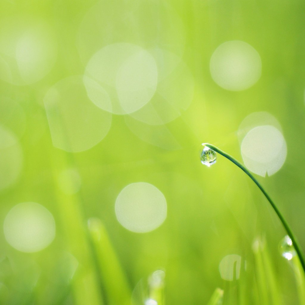 Обои трава, травинка, зелень.капля, роса.блики, капли на траве, grass, a blade of grass, greens.drop, rosa.glare, drops on the grass разрешение 2048x1371 Загрузить