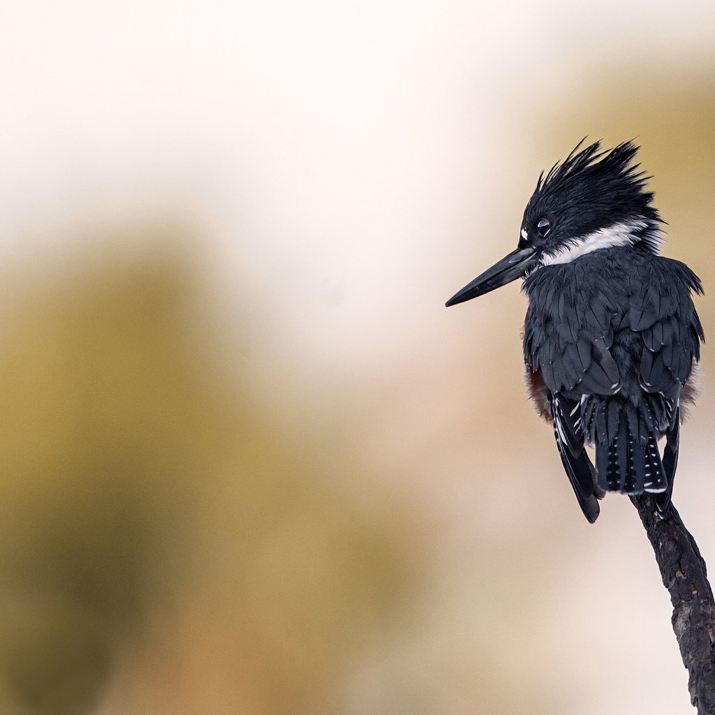 Обои ветка, фон, птица, клюв, зимородок, branch, background, bird, beak, kingfisher разрешение 2048x1366 Загрузить