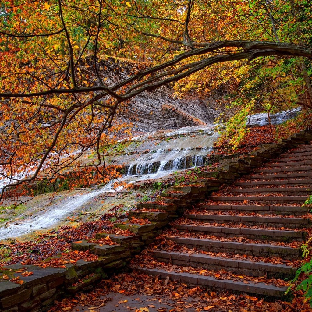 Обои деревья, вода, лестница, ступеньки, парк, листва, осень, поток, trees, water, ladder, steps, park, foliage, autumn, stream разрешение 2048x1367 Загрузить