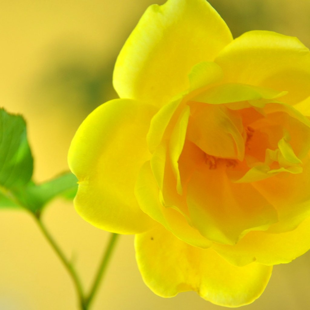 Обои макро, цветок, роза, жёлтая, macro, flower, rose, yellow разрешение 2048x1283 Загрузить
