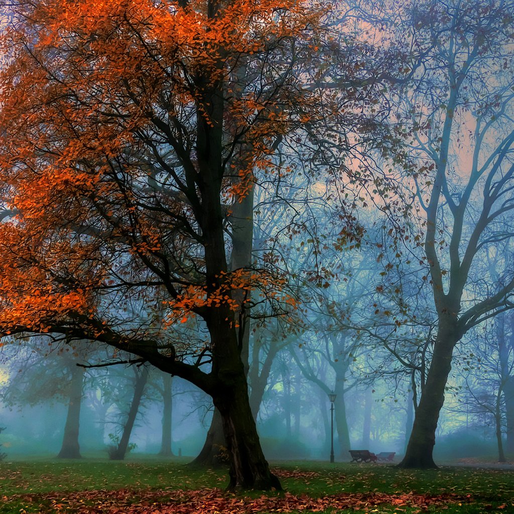 Обои деревья, парк, туман, осень, trees, park, fog, autumn разрешение 1920x1398 Загрузить