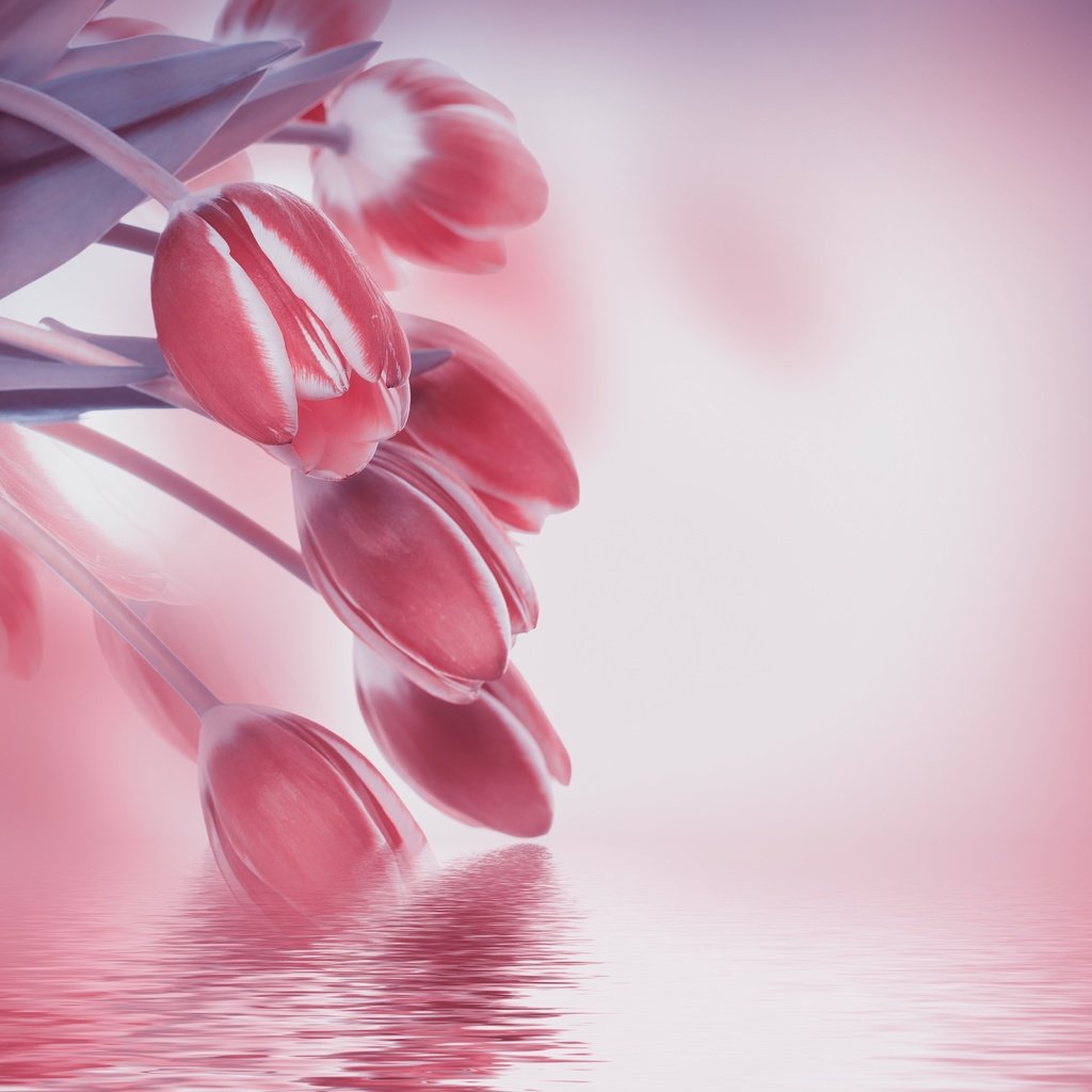 Обои цветы, отражение, тюльпаны, flowers, reflection, tulips разрешение 4712x3767 Загрузить