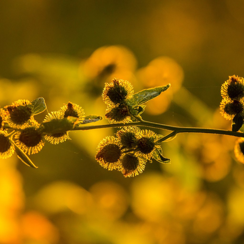 Обои макро, цветок, растение, macro, flower, plant разрешение 2048x1365 Загрузить