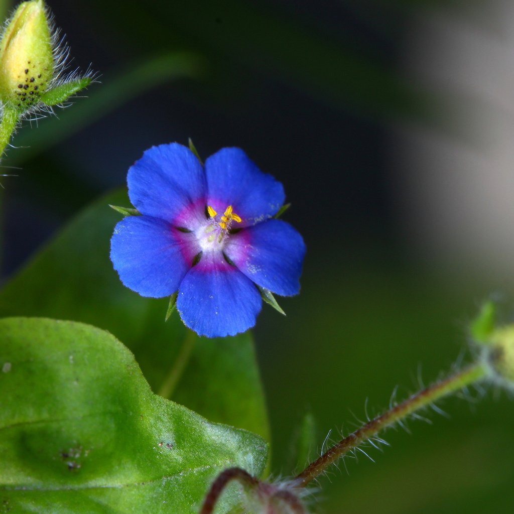 Обои синий, цветок, стебель, blue, flower, stem разрешение 2048x1365 Загрузить