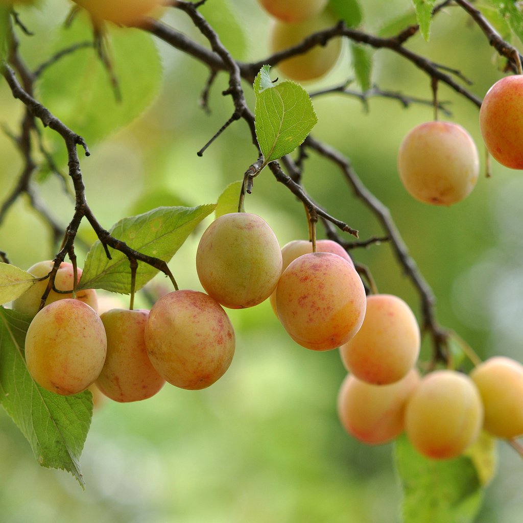 Обои дерево, листья, ветки, плоды, tree, leaves, branches, fruit разрешение 2048x1360 Загрузить