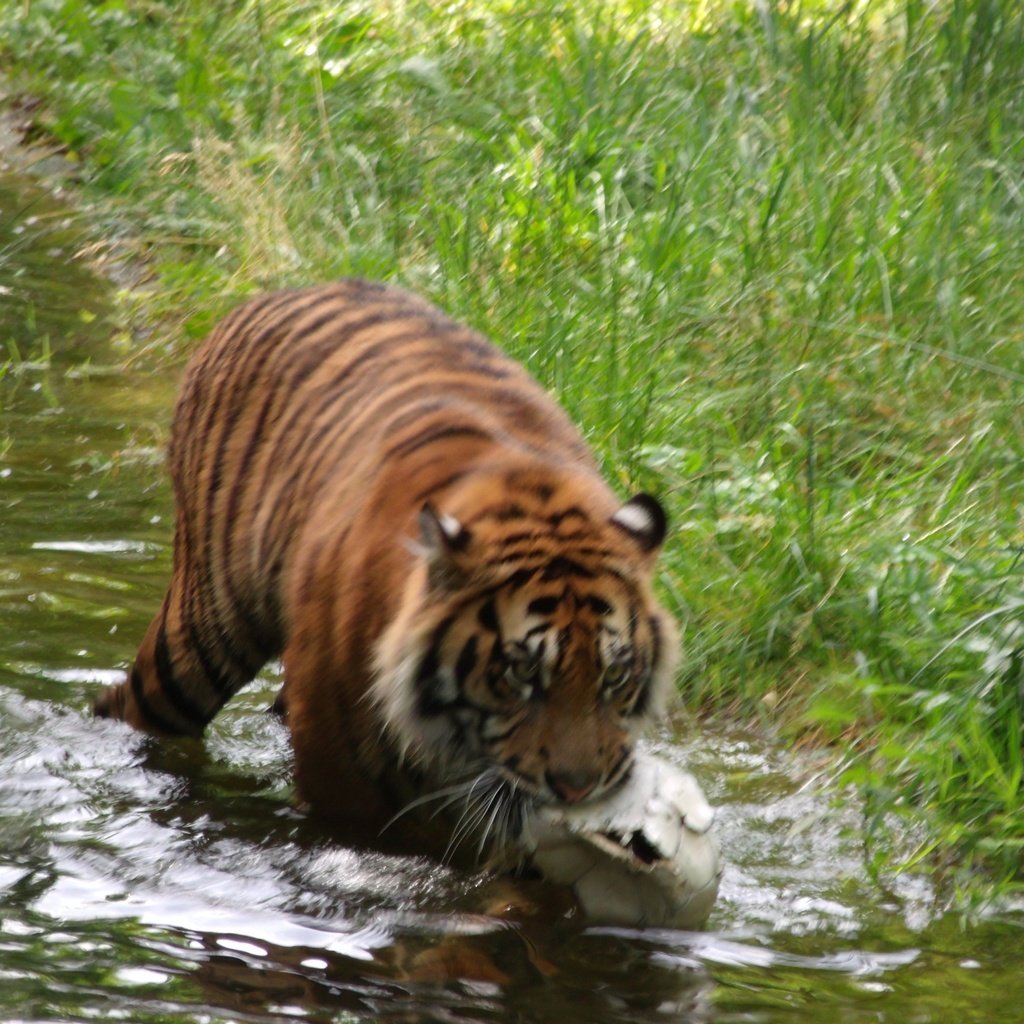 Обои тигр, хищник, германия, зоопарк, augsburg, tiger, predator, germany, zoo разрешение 1920x1440 Загрузить