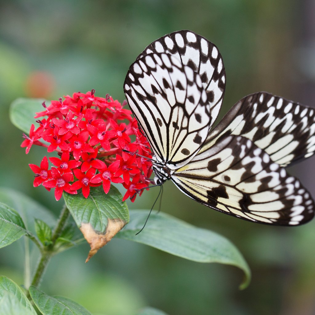 Обои цветок, бабочка, насекомые, flower, butterfly, insects разрешение 2048x1365 Загрузить