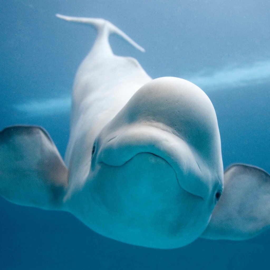 Обои улыбка, подводный мир, белуга, белый кит, белуха, smile, underwater world, beluga, white whale разрешение 1920x1200 Загрузить