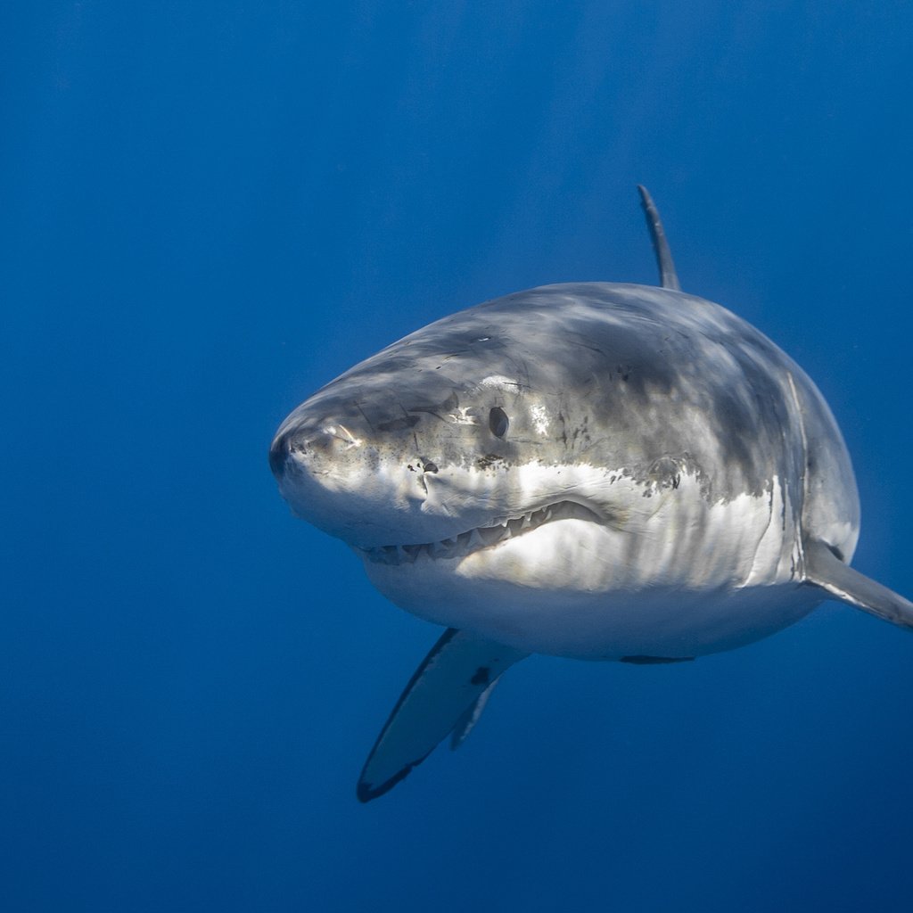 Обои море, акула, подводный мир, sea, shark, underwater world разрешение 2048x1365 Загрузить