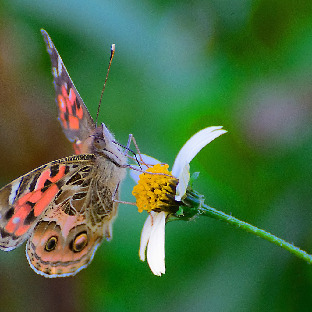 Обои цветок, бабочка, насекомые, flower, butterfly, insects разрешение 1920x1226 Загрузить