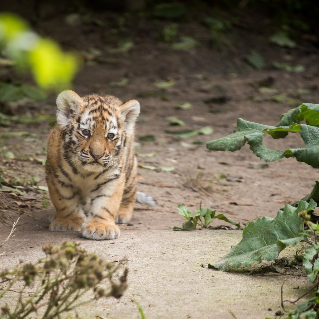 Обои тигр, тигренок, детеныш, амурский, tiger, cub, amur разрешение 4729x3153 Загрузить