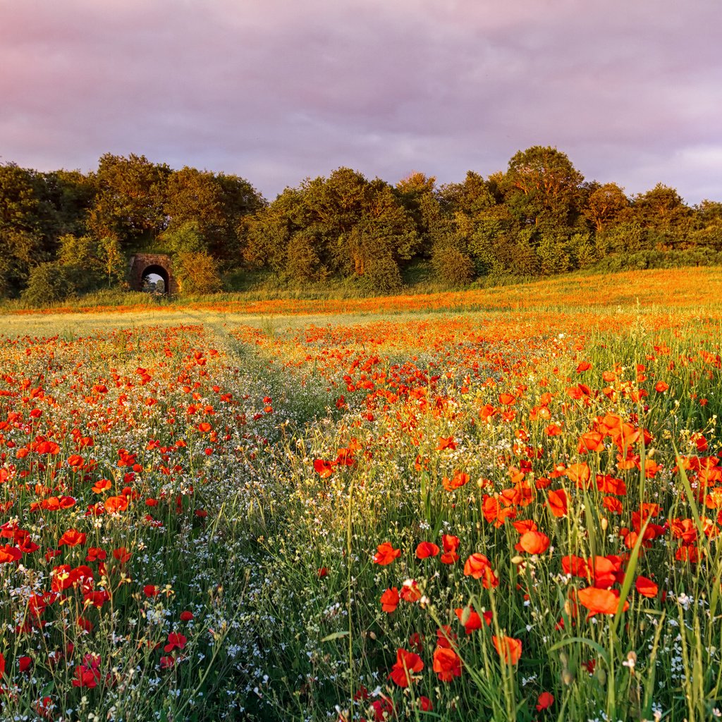 Обои небо, цветы, поле, лето, маки, the sky, flowers, field, summer, maki разрешение 3000x2000 Загрузить