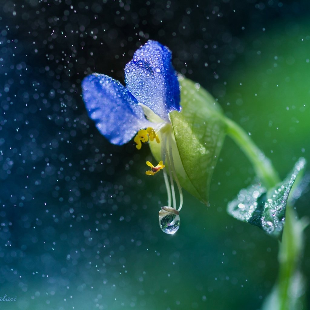 Обои макро, цветок, капли, дождь, macro, flower, drops, rain разрешение 2048x1365 Загрузить