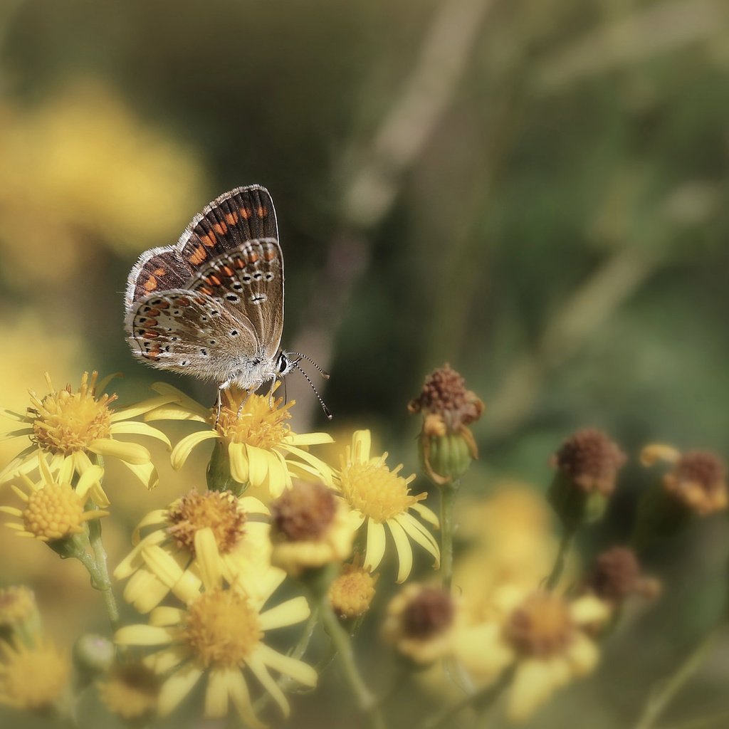 Обои цветы, бабочка, крылья, насекомые, усики, flowers, butterfly, wings, insects, antennae разрешение 2048x1190 Загрузить