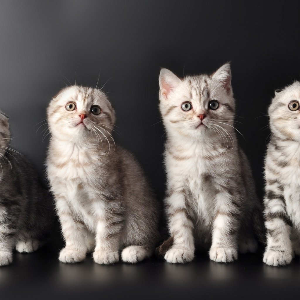 Обои кошки, котята, милые, cats, kittens, cute разрешение 2100x1295 Загрузить