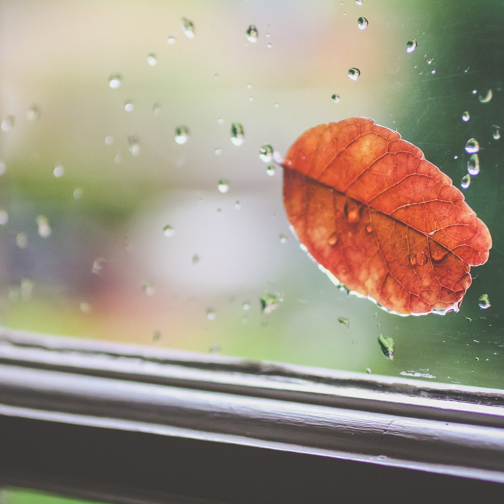 Обои капли, осень, лист, дождь, окно, стекло, drops, autumn, sheet, rain, window, glass разрешение 2048x1365 Загрузить