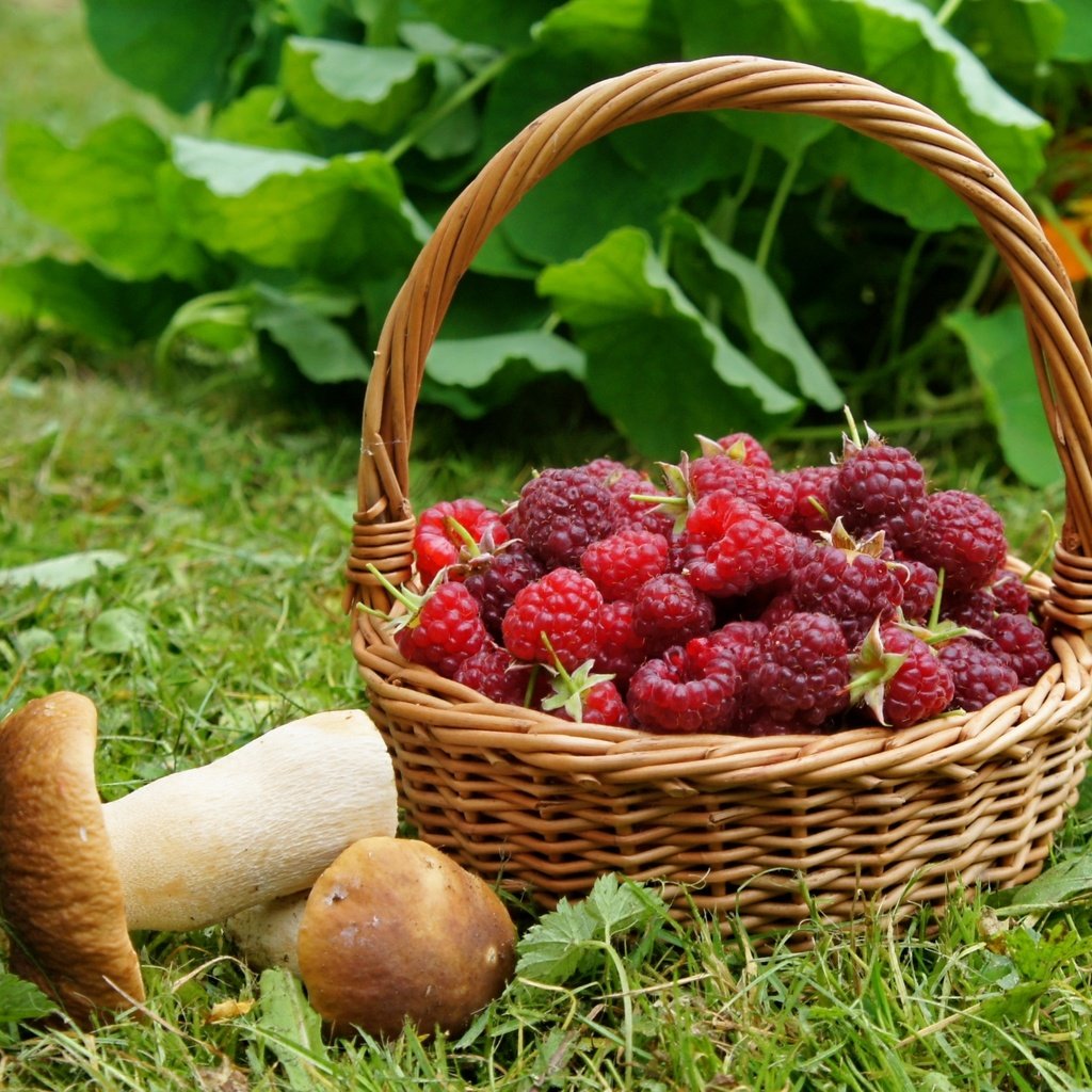 Обои трава, малина, грибы, корзинка, grass, raspberry, mushrooms, basket разрешение 2400x1590 Загрузить