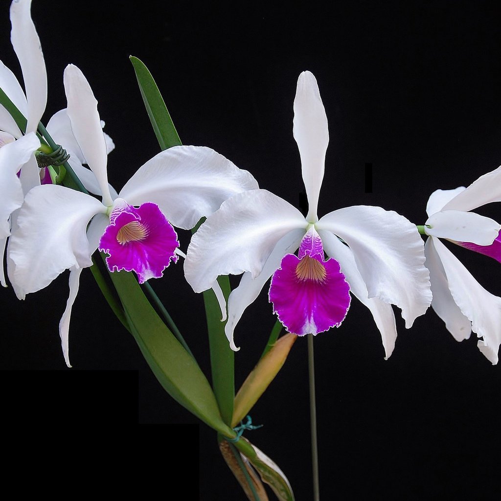 Обои цветы, фон, орхидеи, flowers, background, orchids разрешение 2048x1436 Загрузить