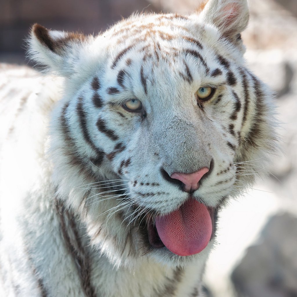 Обои тигр, морда, хищник, язык, белый тигр, tiger, face, predator, language, white tiger разрешение 2048x1363 Загрузить