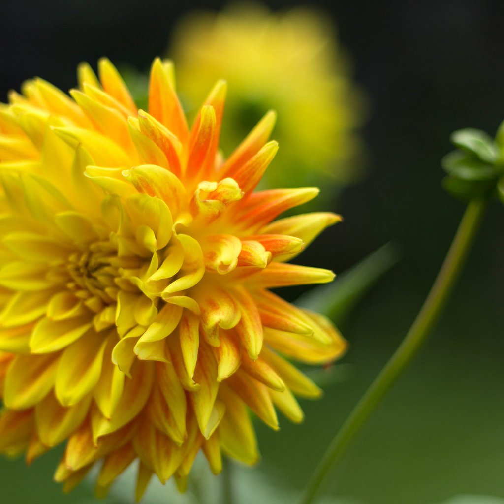 Обои цветы, желтый, лепестки, георгин, flowers, yellow, petals, dahlia разрешение 2048x1345 Загрузить