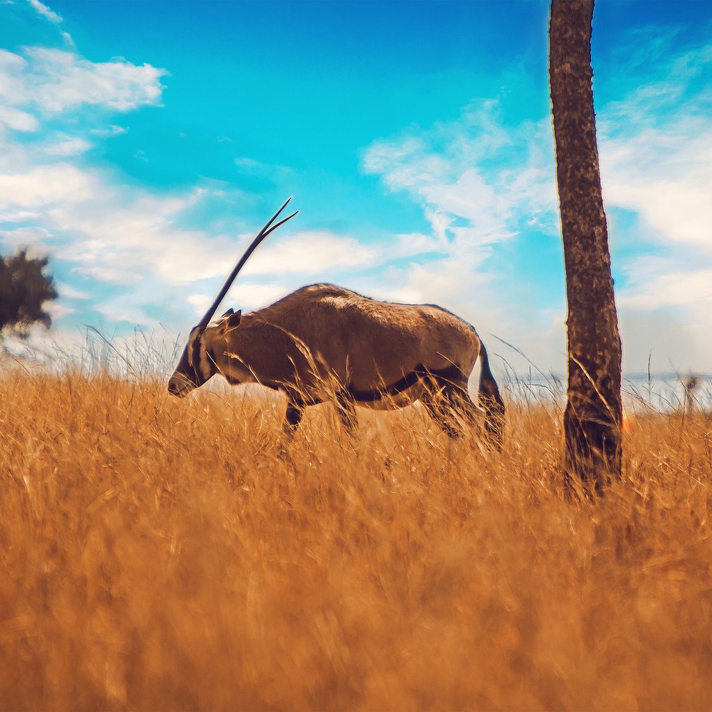 Обои небо, рога, антилопа, the sky, horns, antelope разрешение 2048x1366 Загрузить