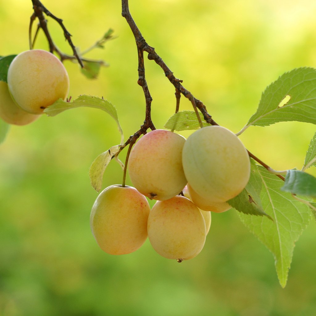 Обои ветка, дерево, листья, плоды, branch, tree, leaves, fruit разрешение 2048x1360 Загрузить