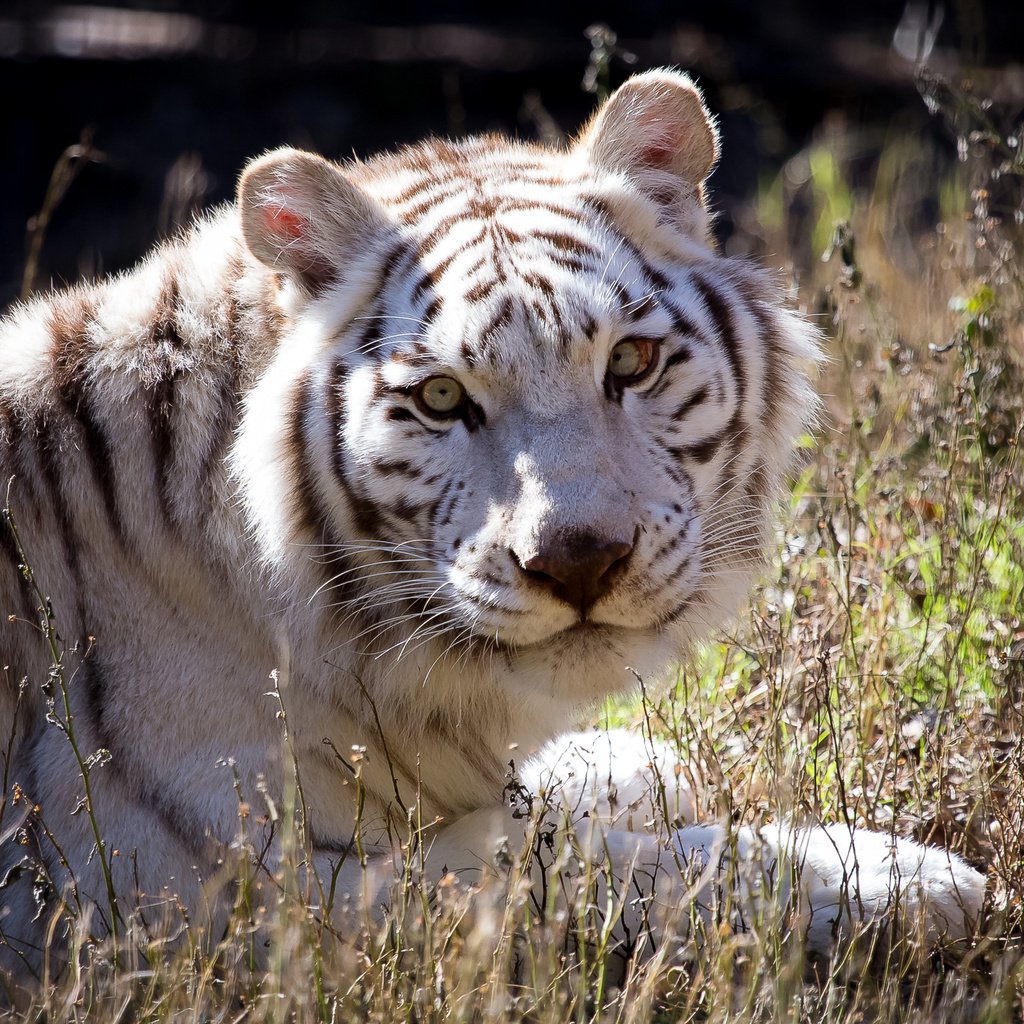 Обои тигр, взгляд, белый, хищник, tiger, look, white, predator разрешение 2500x1667 Загрузить