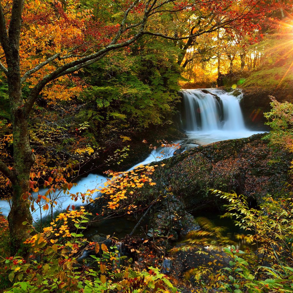Обои деревья, река, солнце, лес, водопад, осень, trees, river, the sun, forest, waterfall, autumn разрешение 3000x1997 Загрузить