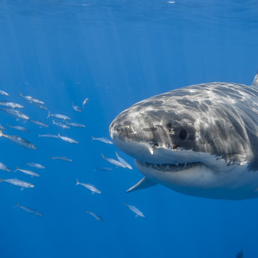 Обои океан, акула, подводный мир, the ocean, shark, underwater world разрешение 2560x1707 Загрузить