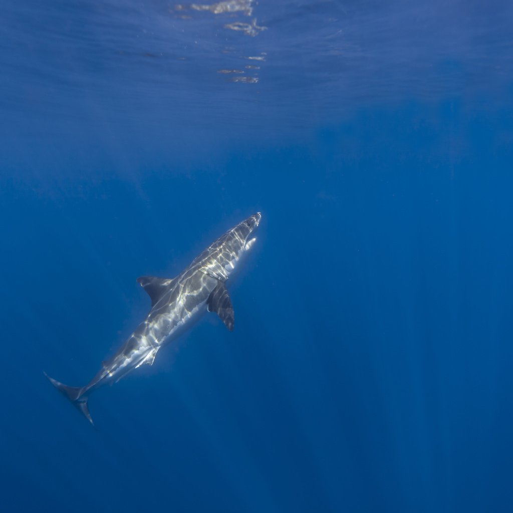 Обои океан, акула, подводный мир, акула.белая, the ocean, shark, underwater world, shark.white разрешение 5616x3744 Загрузить