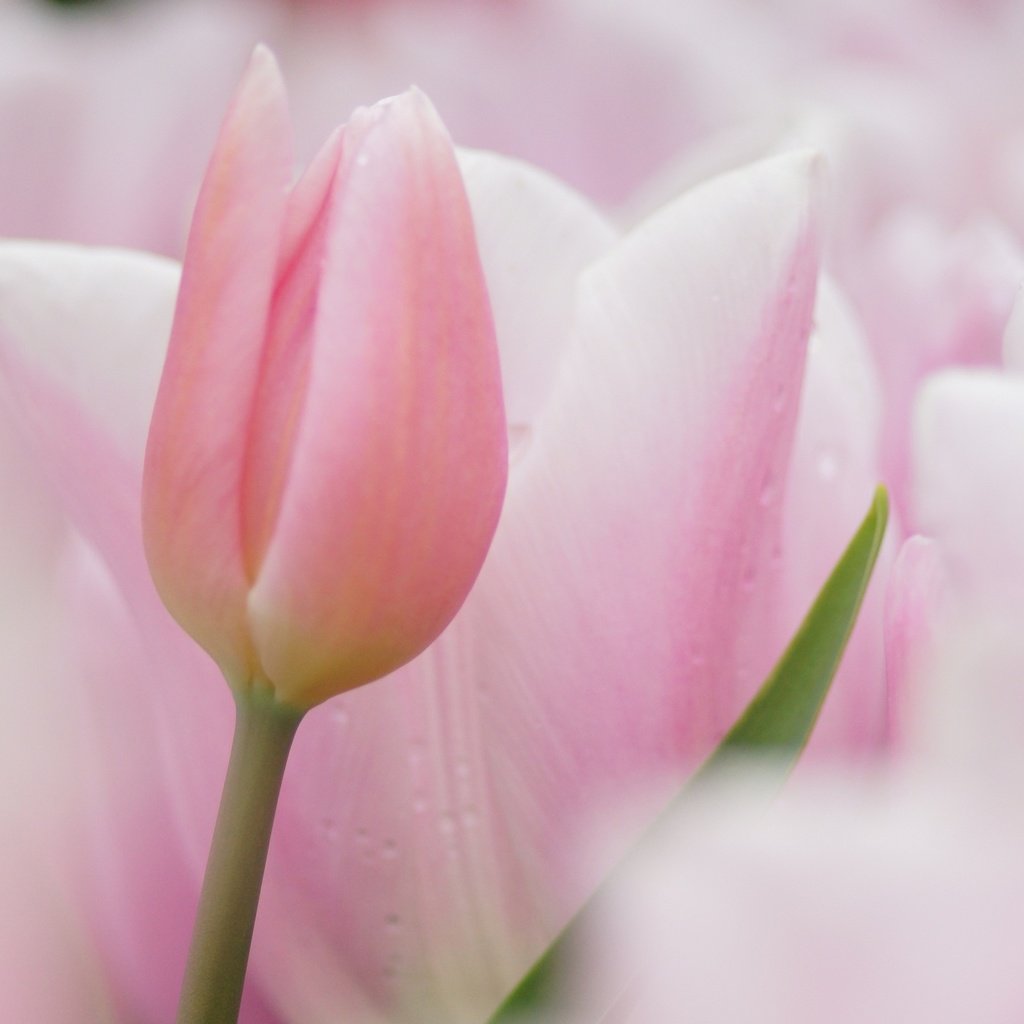 Обои цветы, фокус камеры, тюльпаны, розовые, нежные, flowers, the focus of the camera, tulips, pink, gentle разрешение 2560x1600 Загрузить