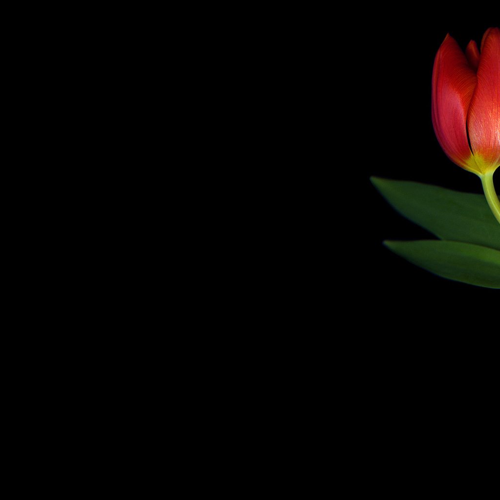 Обои минимализм, черный фон, тюльпаны, minimalism, black background, tulips разрешение 2560x1600 Загрузить