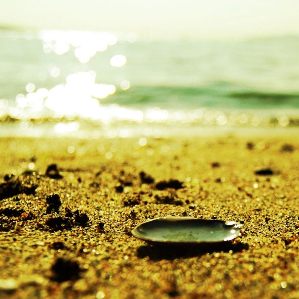 Обои вода, песок, пляж, релакс, ракушка, water, sand, beach, relax, shell разрешение 1920x1200 Загрузить