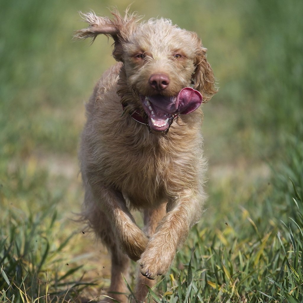 Обои природа, бег, ирландский волкодав, nature, running, the irish wolfhound разрешение 1920x1200 Загрузить