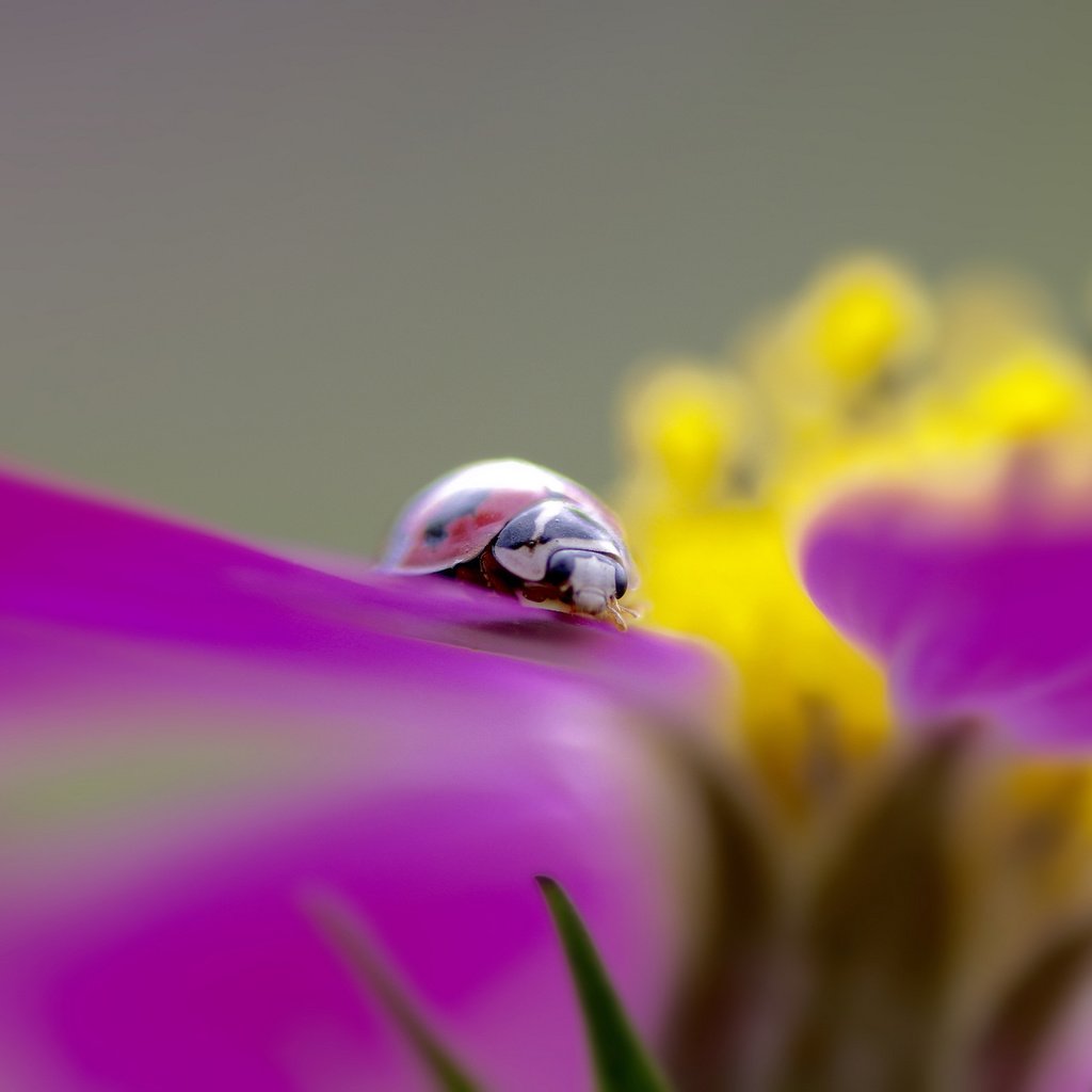 Обои насекомое, цветок, божья коровка, insect, flower, ladybug разрешение 2048x1365 Загрузить