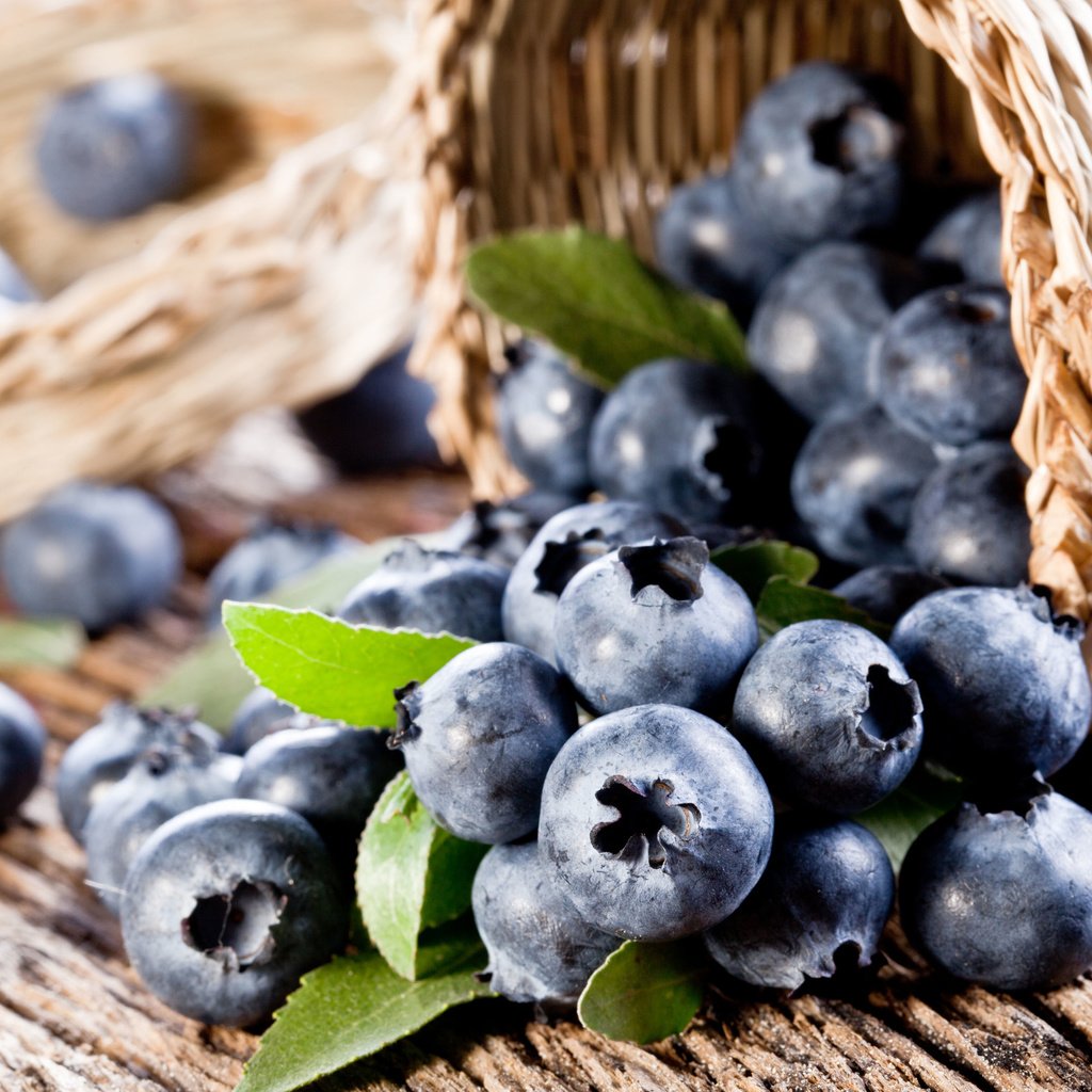Обои ягода, ягоды, лесные ягоды, черника, корзинка, парное, черничный, черника.корзинка, berry, berries, blueberries, basket, fresh, blueberry, blueberries.basket разрешение 3840x2400 Загрузить