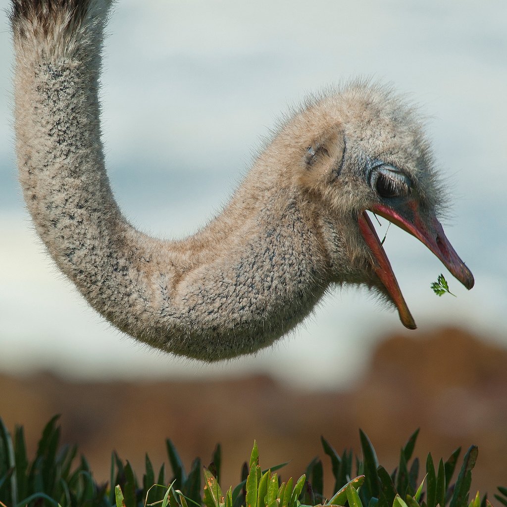 Обои природа, птица, страус, nature, bird, ostrich разрешение 2048x1363 Загрузить