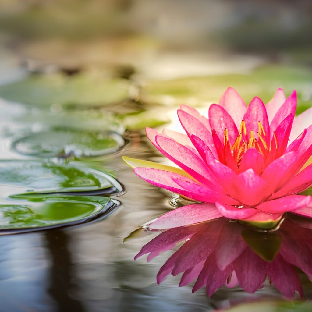 Обои вода, лотос, розовый, water, lotus, pink разрешение 1920x1080 Загрузить