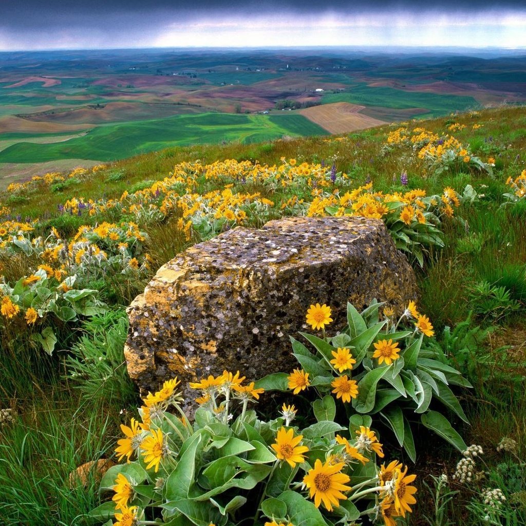 Обои цветы, трава, природа, склон, камень, долина, flowers, grass, nature, slope, stone, valley разрешение 1920x1200 Загрузить