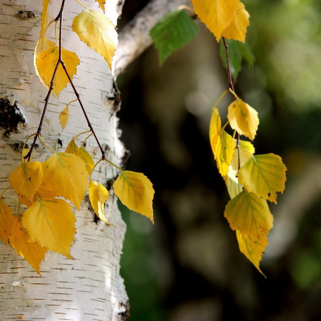 Обои листья, осень, береза, leaves, autumn, birch разрешение 1920x1200 Загрузить