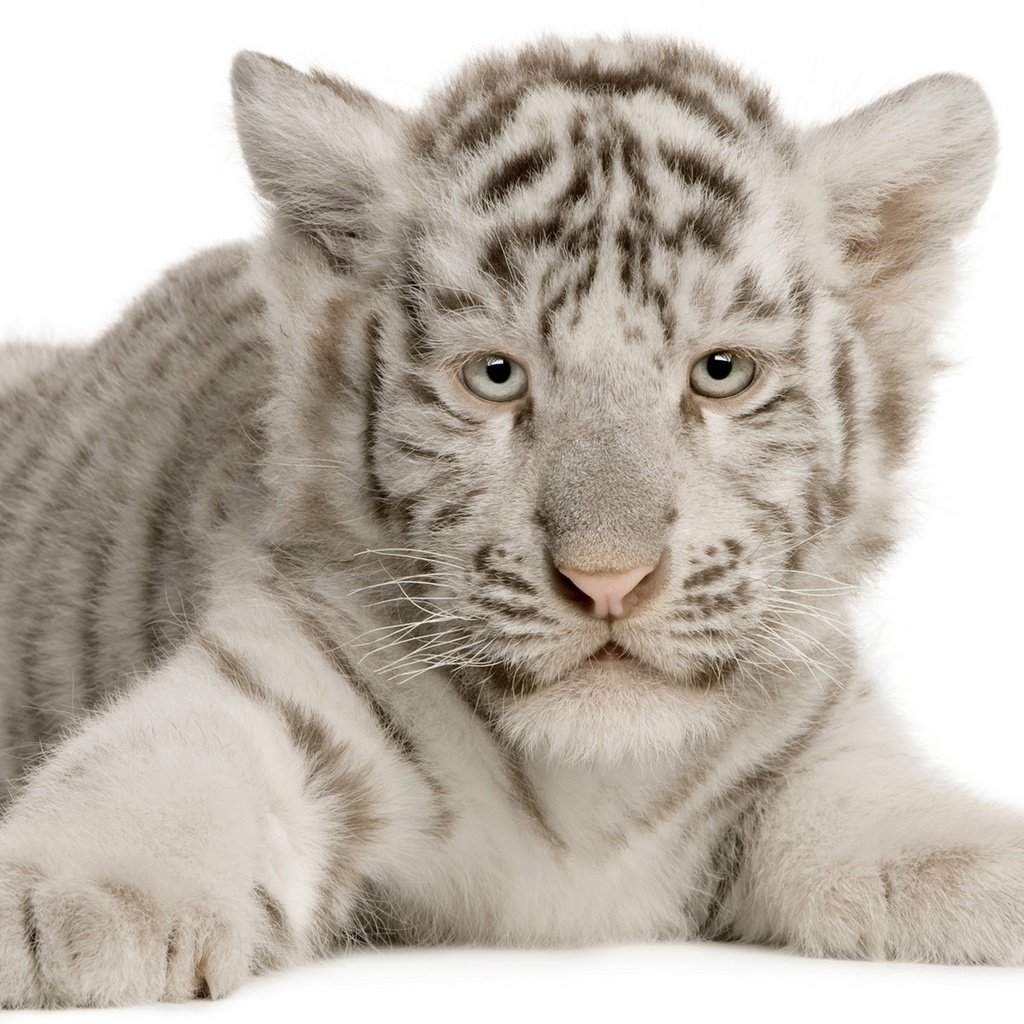 Обои тигр, белый, тигренок, малыш, белый тигр, tiger, white, baby, white tiger разрешение 1920x1200 Загрузить